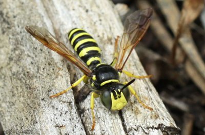 Wasp Eucerceris sp.