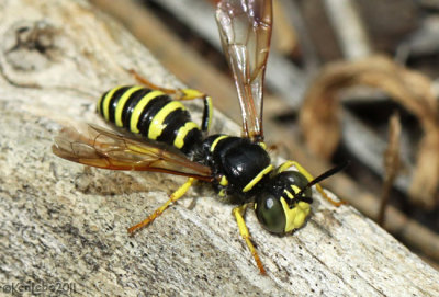 Wasp Eucerceris sp.