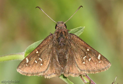 Mexican Cloudywing