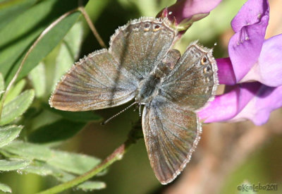 Western Tailed-blue