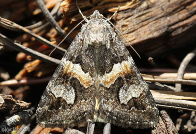 Northern Arches Moth Drasteria hudsonica #8632