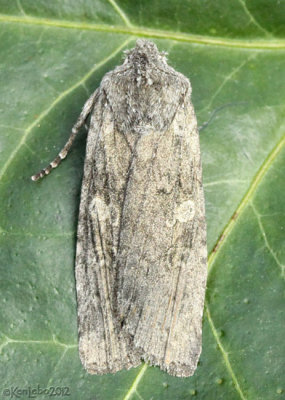 Dowdy Pinion Moth Lithophane unimoda #9916
