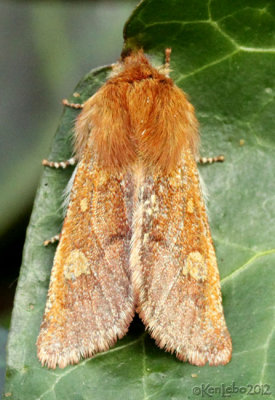 Fawn Sallow Moth Psaphida styracis #10016