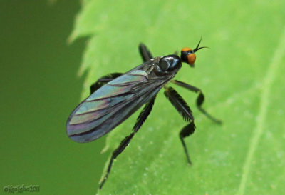 Long-tailed Dance Fly Rhamphomyia longicauda