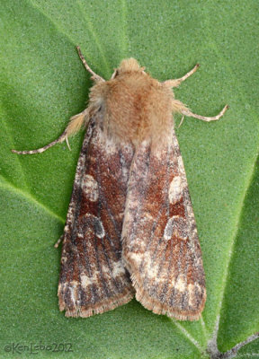 Ruby Quaker Orthosia rubescens #10487