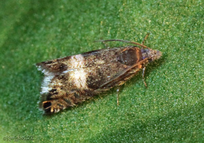 Speckled Sereda Moth Sereda tautana #3425