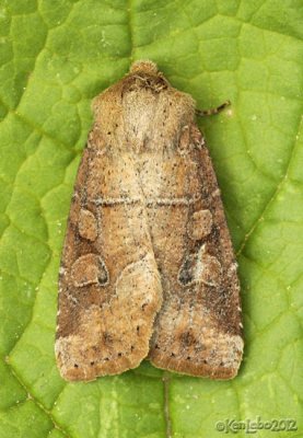 Norman's Quaker Moth Crocigrapha normani 10501