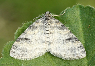 Powdered Bigwing Moth Lobophora nivigerata #7640