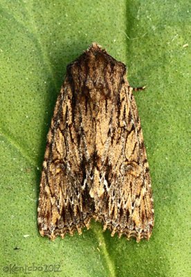 Confused Woodgrain Morrisonia confusa #10521