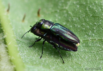 Metallic Wood-boring Beetle Anthaxia quercata