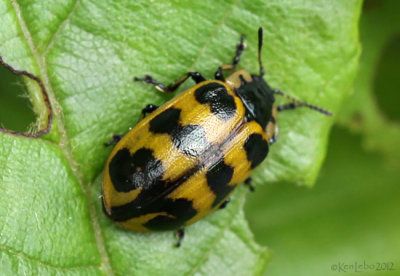 Willow Leaf Beetle Chrysomela interrupta