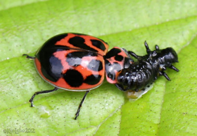 Lady Beetle Neoharmonia venusta