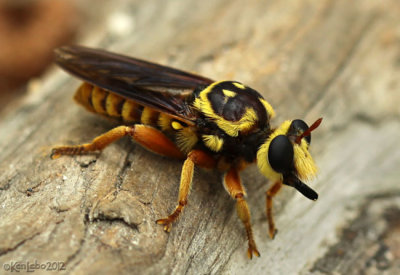 Robber Fly Laphria saffrana