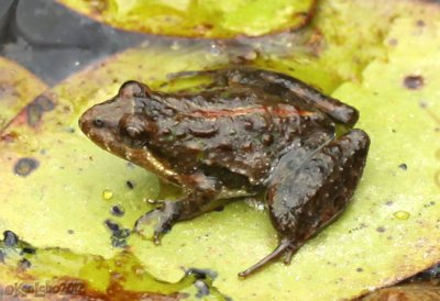 Southern Cricket Frog