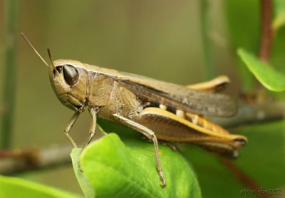Brown Winter Grasshopper Amblytropidia mysteca
