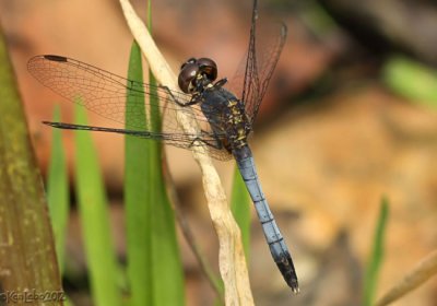 Little Blue Dragonlet Erythrodiplax minuscula