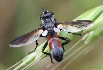 Tachinid Fly Cylindromyia