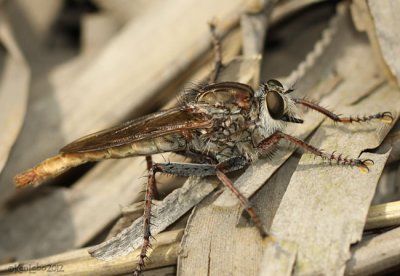 Robber Fly Proctacanthus brevipennis