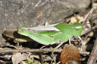 Northern Green-striped Grasshopper Chortophaga virdifasciata