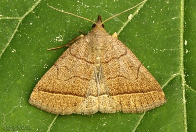 Early Zanclognatha Moth Zanclognatha cruralis #8351