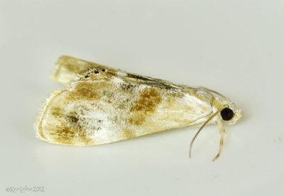 Julias Dicymolomia Moth Dicymolomia julianalis #4889