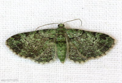 Green Pug Moth Pasiphila rectangulata #7625