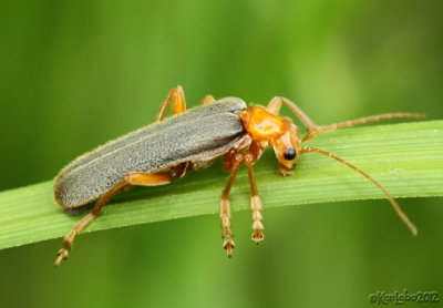 Soldier Beetle Cantharidae