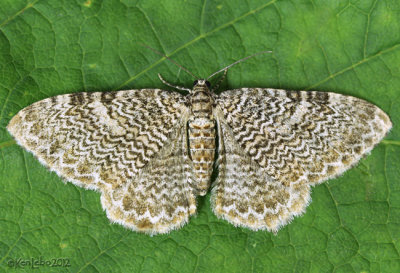 Ferguson's Scallop Shell Moth Rheumaptera prunivorata #7292
