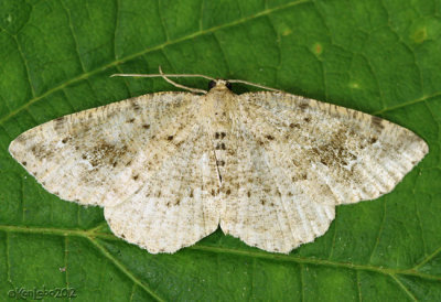 Pale Homochlodes Moth Homochlodes fritillaria #6812
