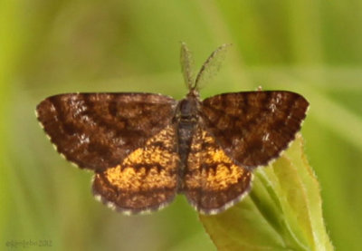 Cranberry Spanworm Moth Ematurga amitaria #6436