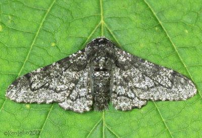 Peppered Moth Biston betularia #6640