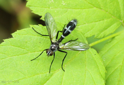 Tachinid fly Cordyligaster septentrionalis