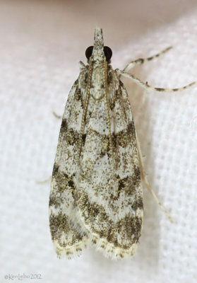 Double-striped Scoparia Moth Scoparia biplagialis #4716