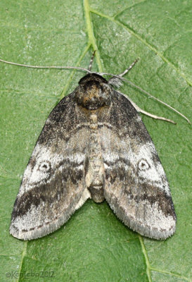 Pale Baileya Moth Baileya levitans #8972
