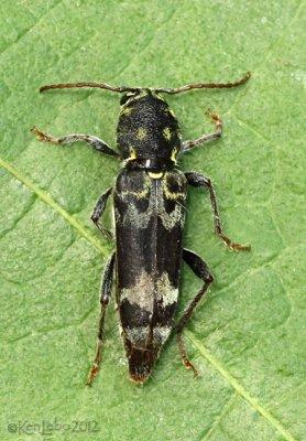 Longhorned Beetle Xylotrechus colonus female