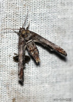 Dark Marathyssa Moth Marathyssa inficita #8955