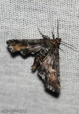 Dark Marathyssa Moth Marathyssa inficita #8955