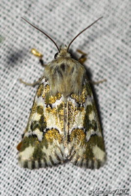 Mead's Flower Moth Schinia meadi #11175