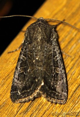 Glassy Cutworm Moth Apamea devastator #9382