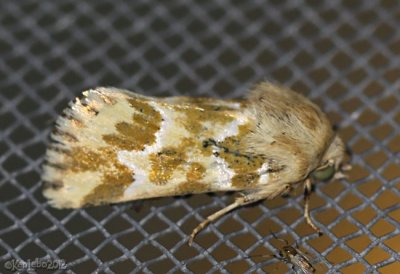 Mead's Flower Moth Schinia meadi #11175