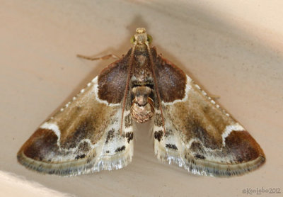 Meal Moth Pyralis farinalis #5510