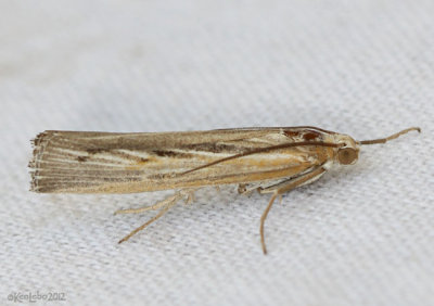 Wooly Grass-veneer Moth Thaumatopsis pexellus #5439