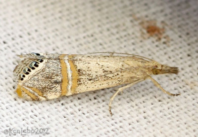 California Grass-veneer Moth Euchromius californicalis #5455
