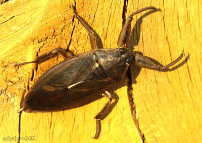 Giant Water Bug Lethocerus americanus