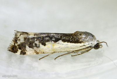Narrow-winged Midget Moth Tarache augustipennis #9111
