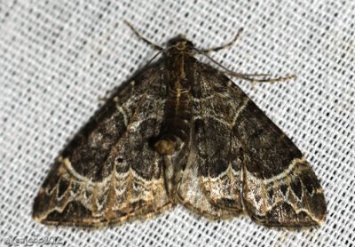 Small Phoenix Moth Ecliptopera silaceata #7213