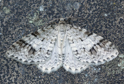 Welsh Wave Moth Venusia cambrica #7425
