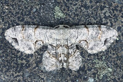 Gray Scoopwing Moth Callizzia amorata #7650