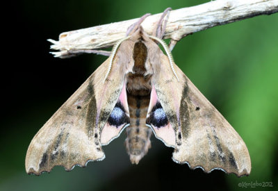 Blind-eyed Sphinx Moth Paonias excaecata #7824
