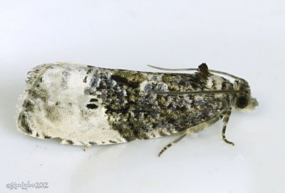 Green Budworm Moth Hedya nubiferana #2862